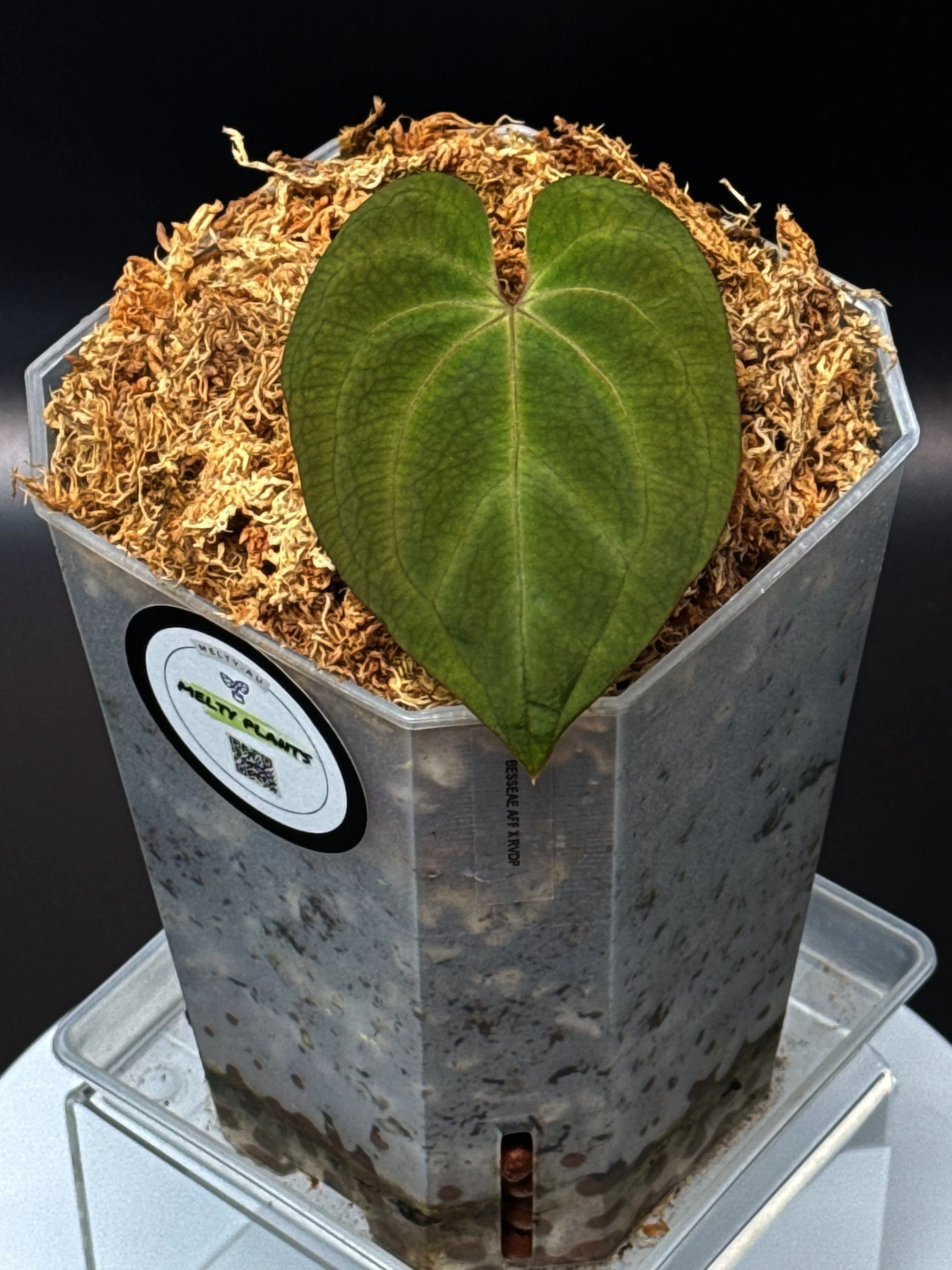 美苗❤️超レア❤️✨ポルン✕ポーリンゼ✨ 【公式通販】